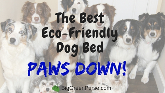 Best Eco Friendly Dog Bed? Molly Mutt!! - Big Green Purse