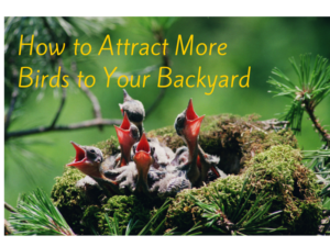 attract more birds to your backyard
