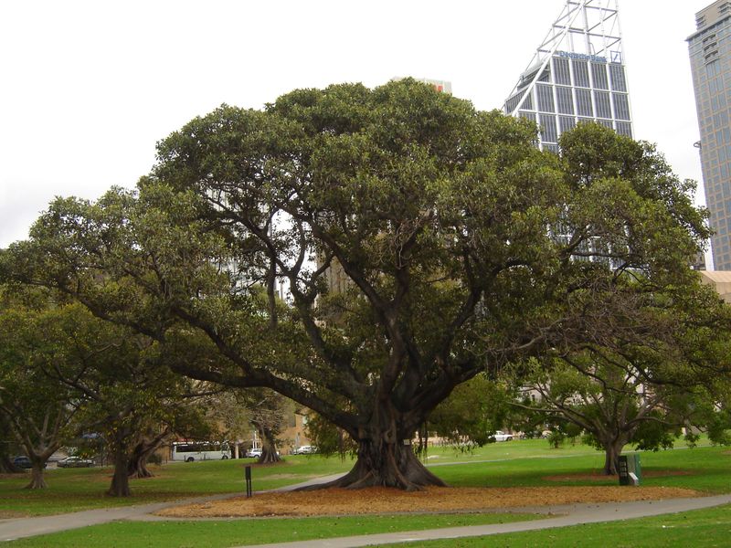 native fig tree