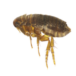 control fleas naturally