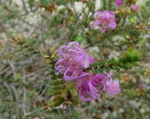 native plants