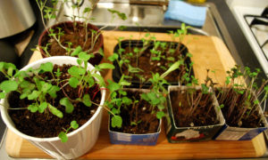 microgreens3