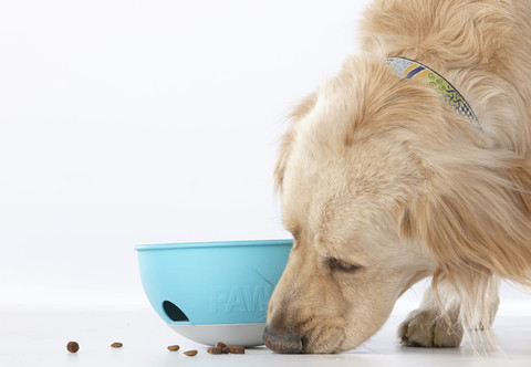 eco-friendly dog food bowl