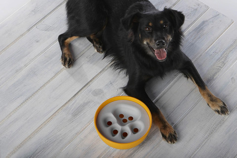 Ecofriendly dog food bowl