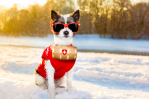 Dog in sunglasses for eco-friendly pet safe ice melt