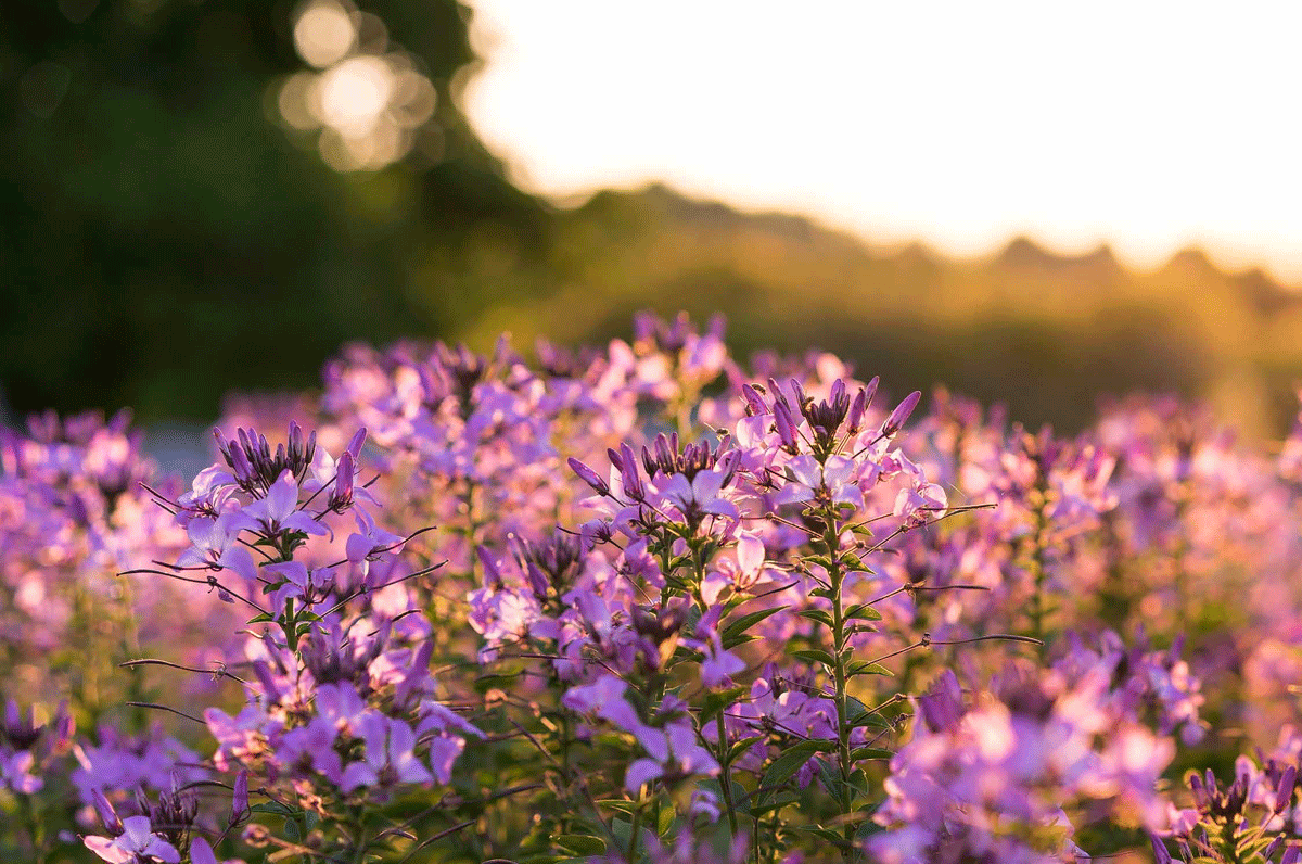 flowers to promote private land conservation