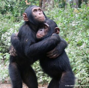 Jane Goodall's Book of Hope features chimpanzees